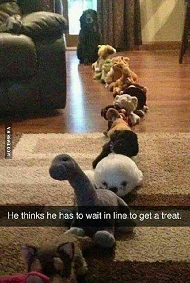 Dog in a line behind stuffed animals lined up. Says: He thinks he has to wait in line to get a treat.