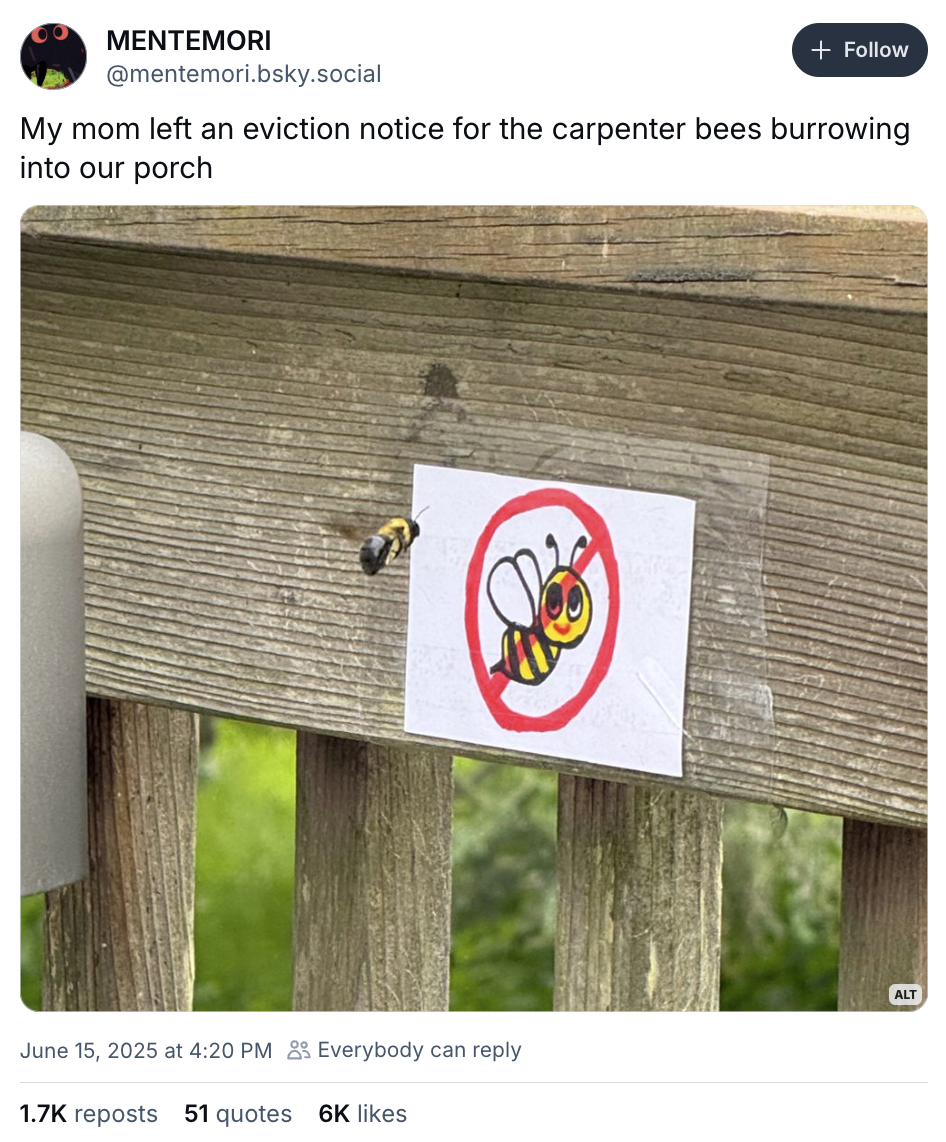 Status Message on Bluesky showing picture of carpenter bee looking at a sign that says No Bees.